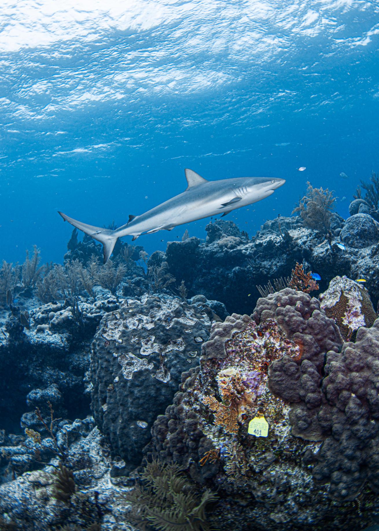 looekeyshark.lureen_ferretti.scubadivingmag.march2022.