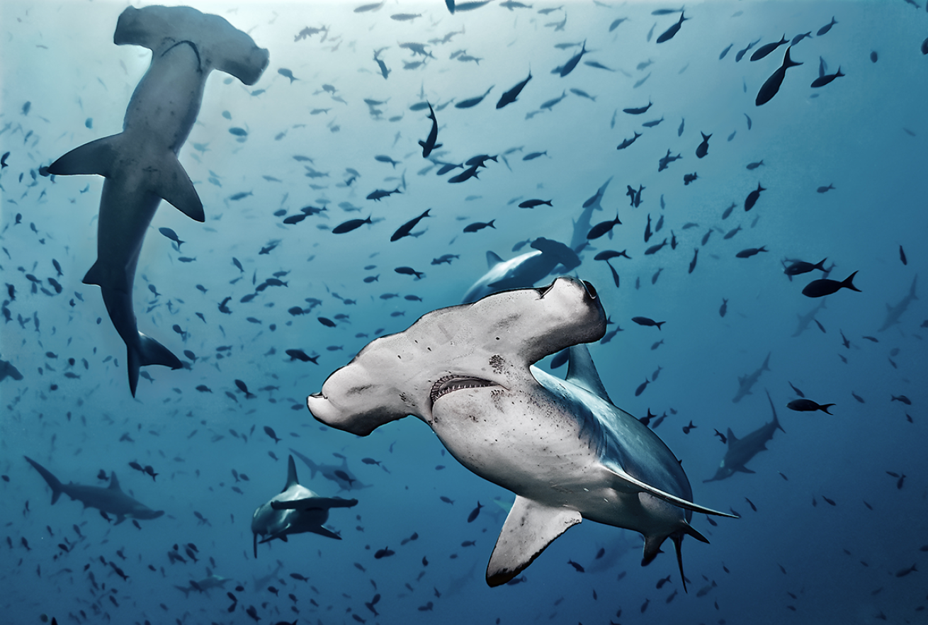 Schooling hammerheads and fish