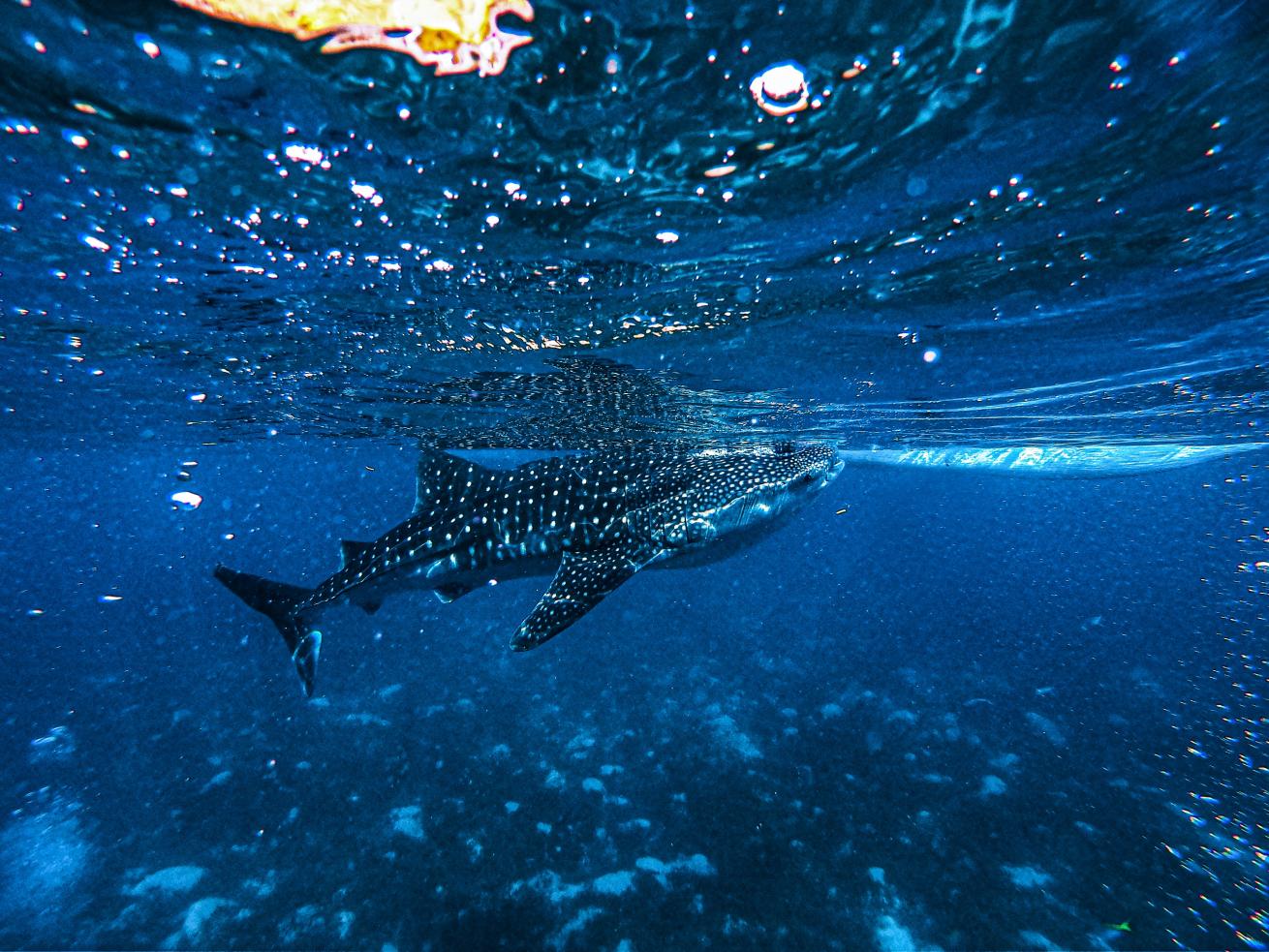 whale shark