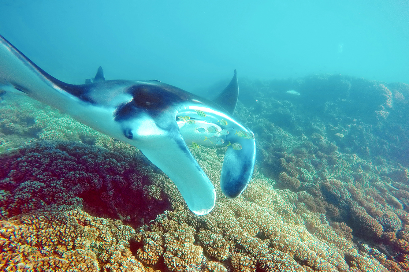 manta ray