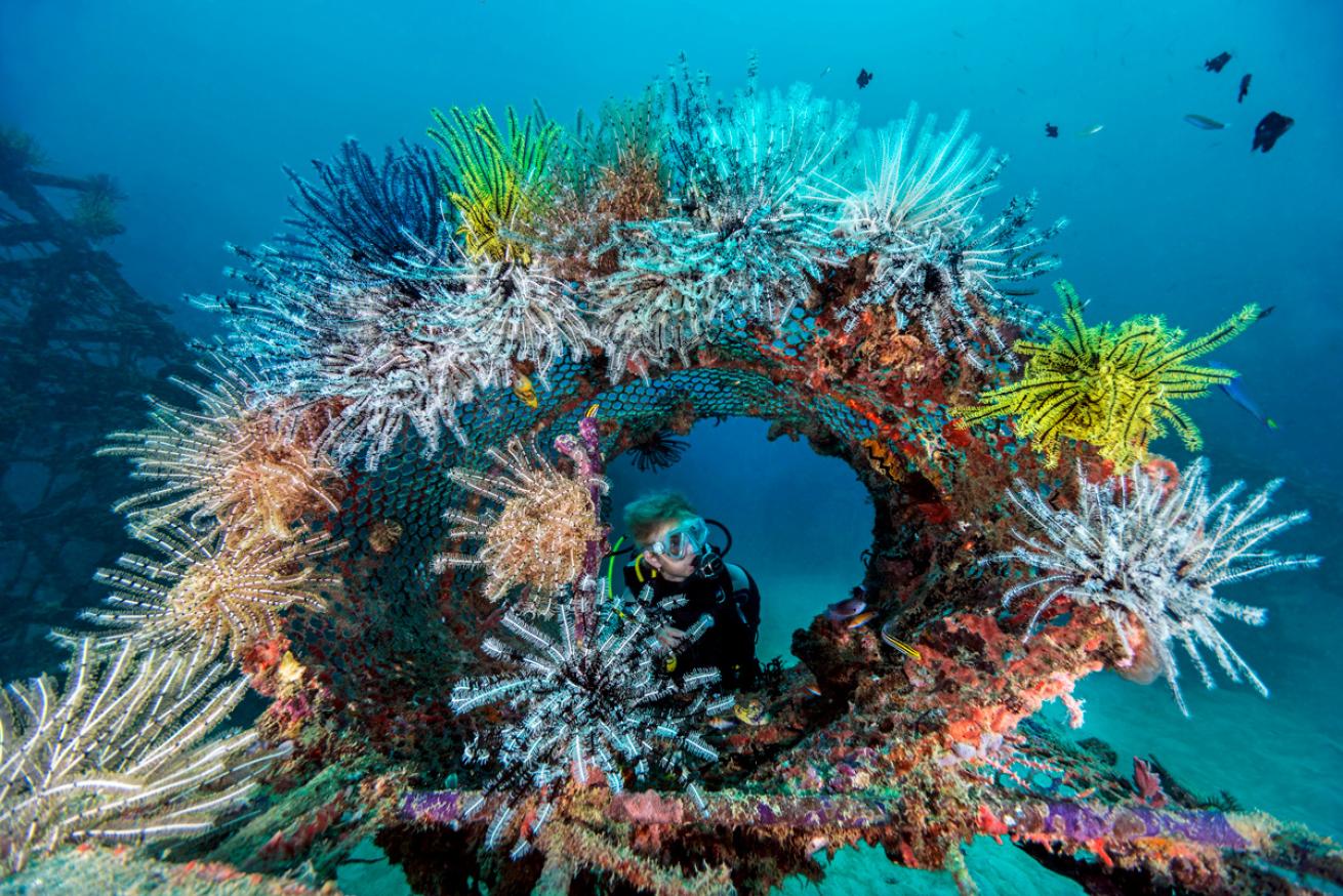 Diver with artificial reef