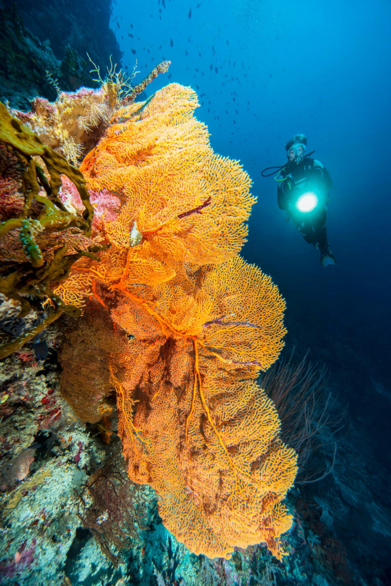 Soft coral wall