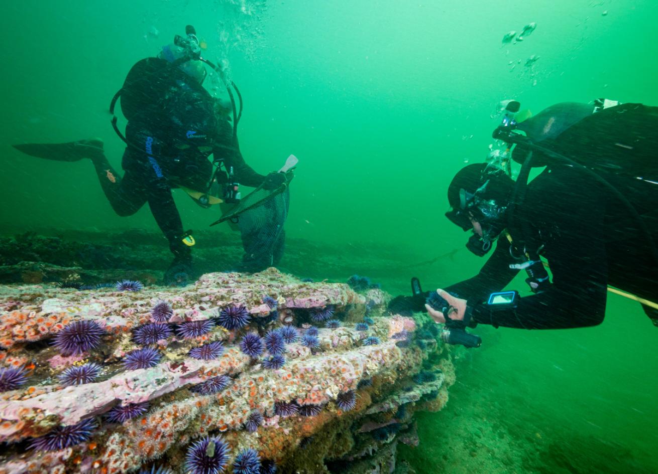 Diver urchin removal