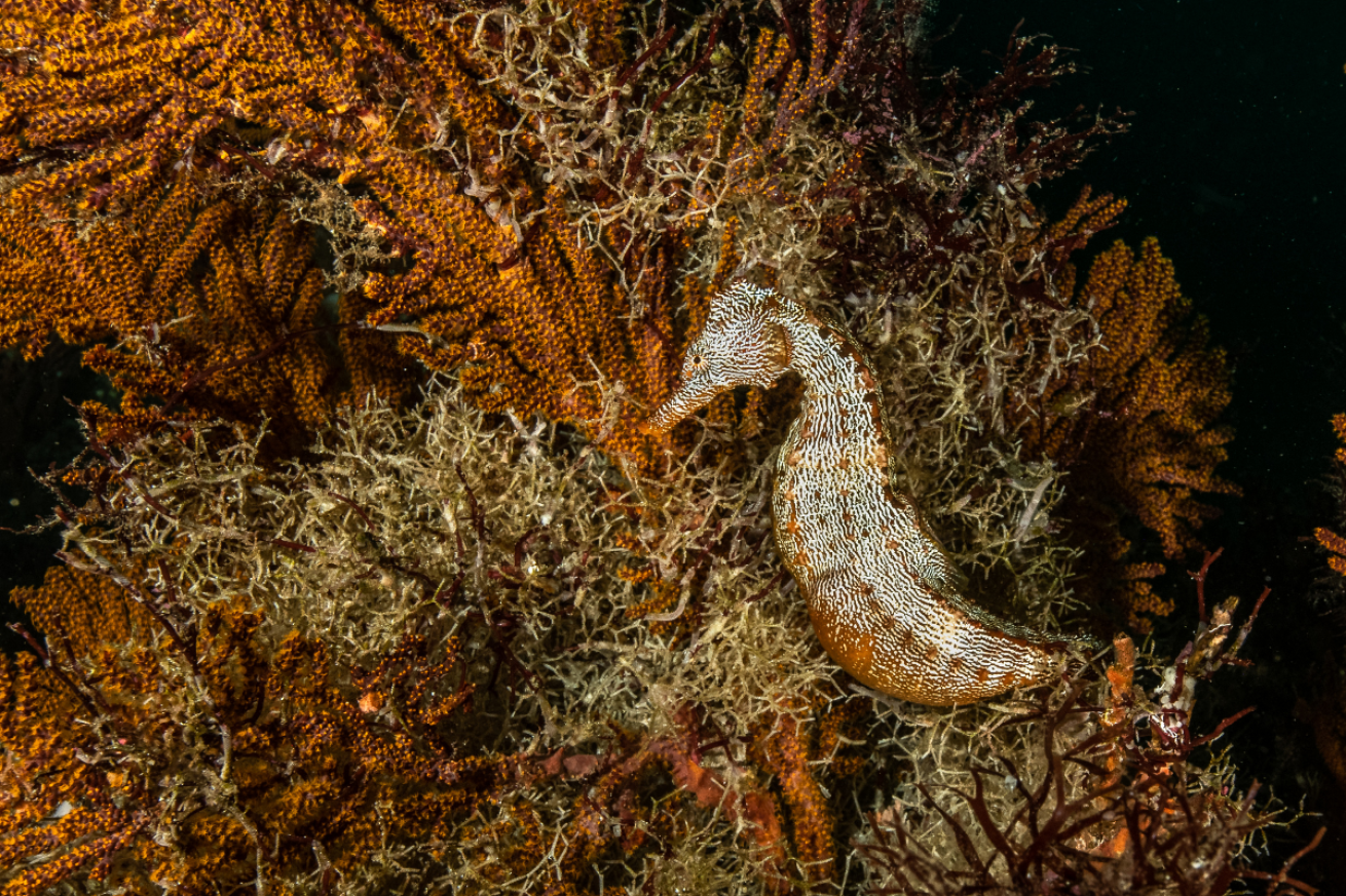 A seahorse in soft coral