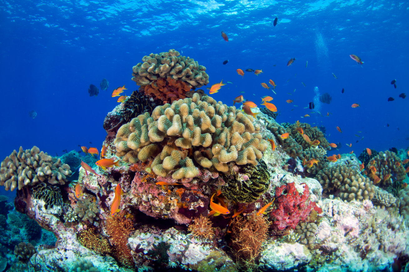 A coral reef with fish