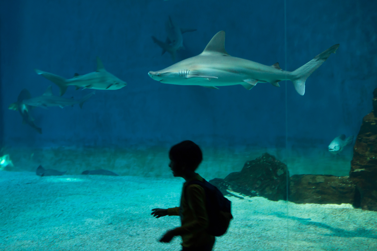Child with aquarium sandbar sharks