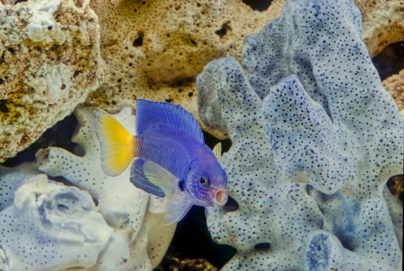 Damselfish