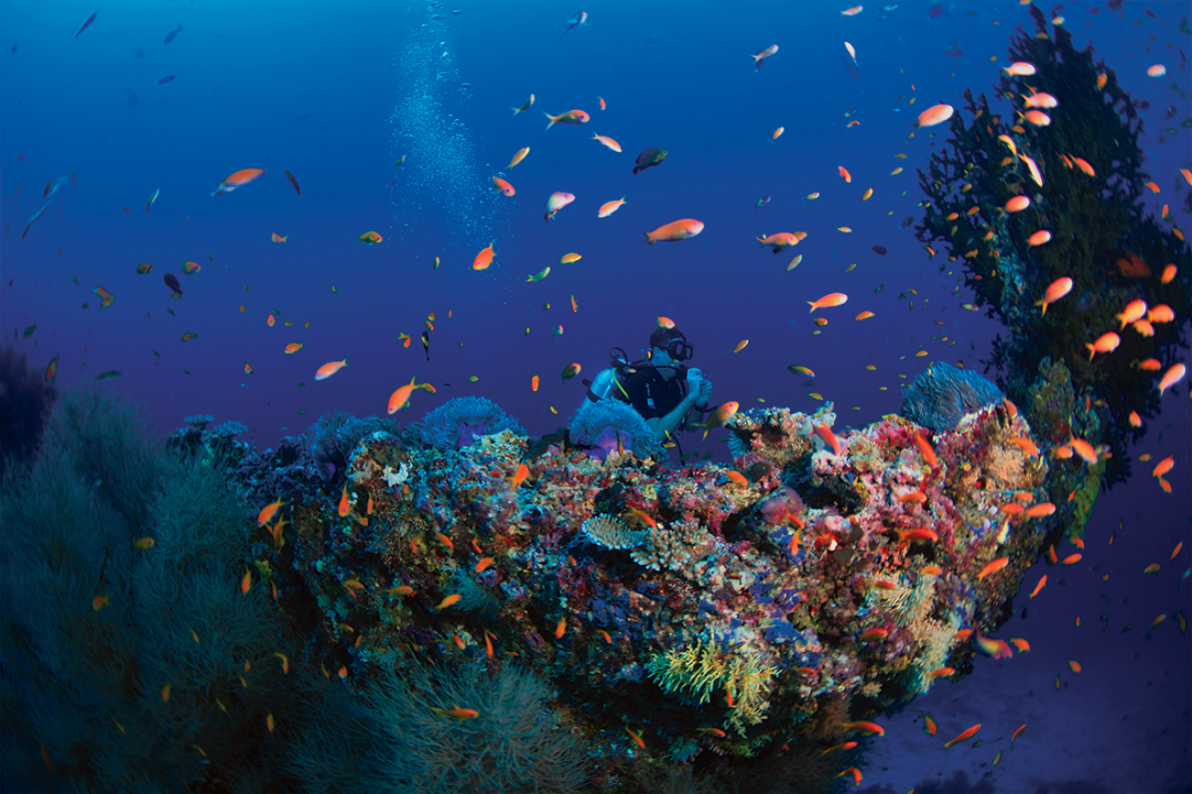 Fish coral reef diver