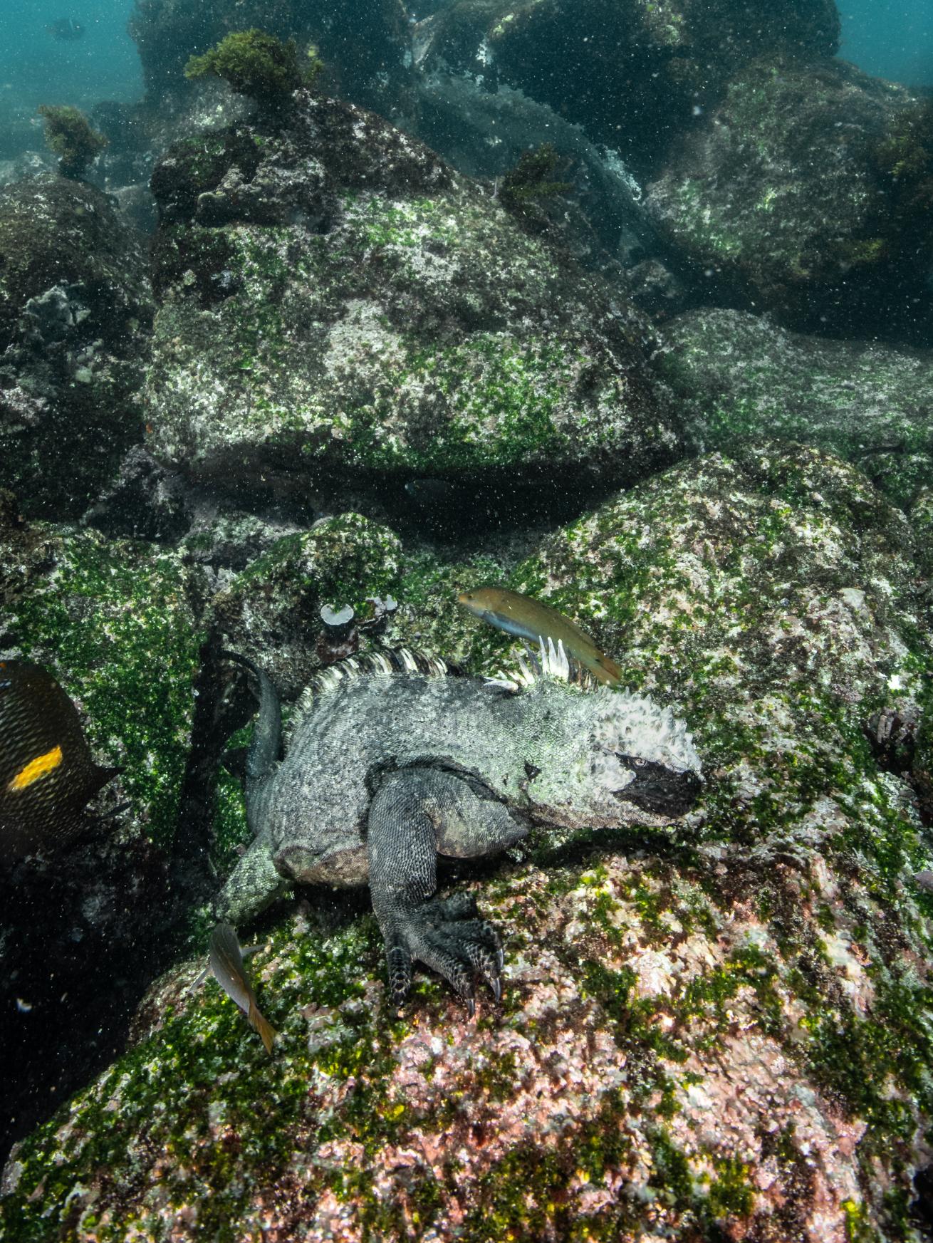 An iguana in the water