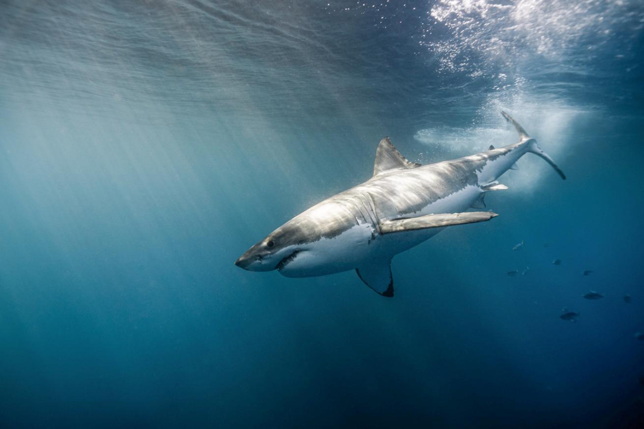 greatwhite.scubadivingmagazine.may2022