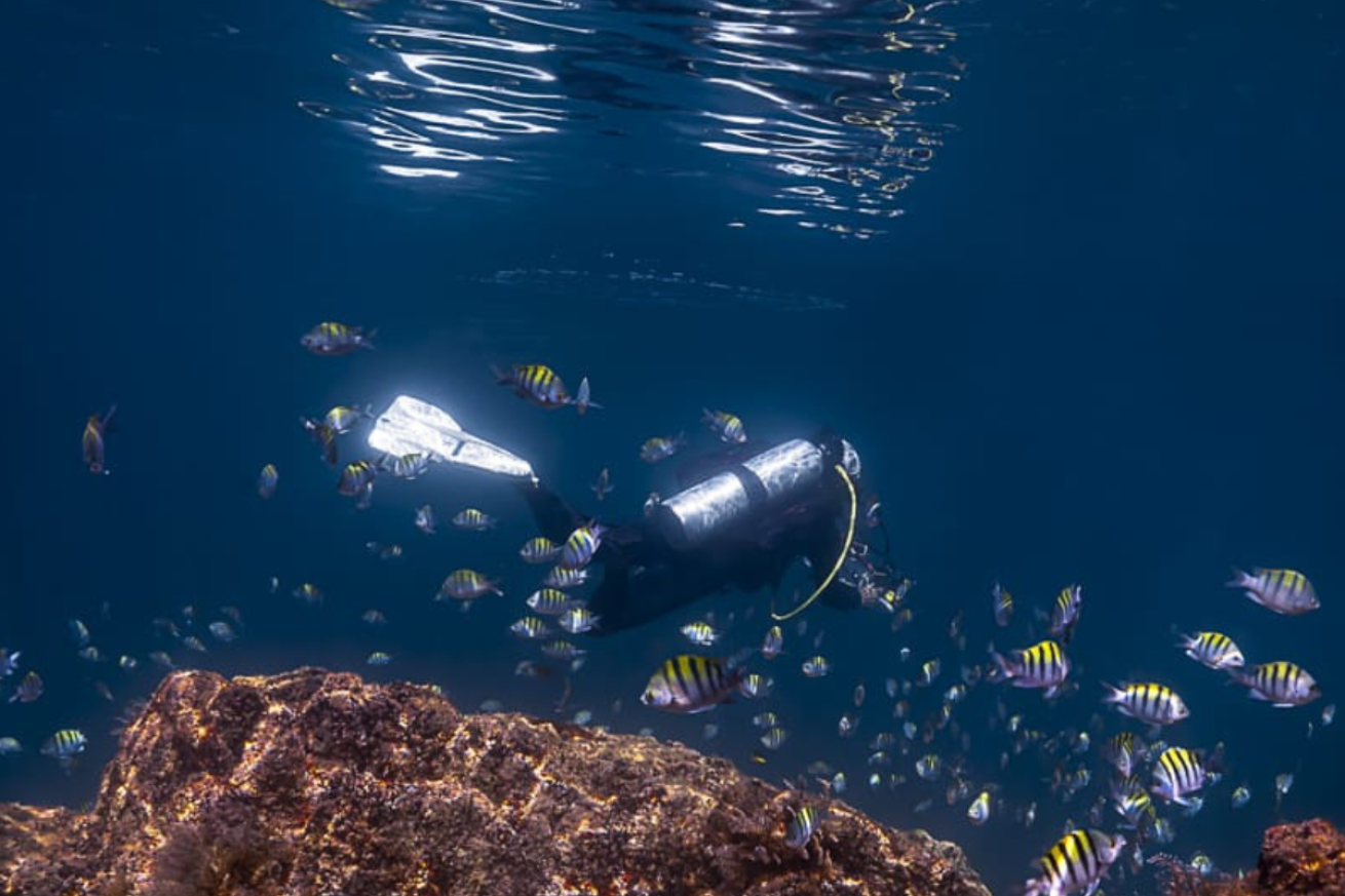 A diver with a school of fish swimming in the ocean