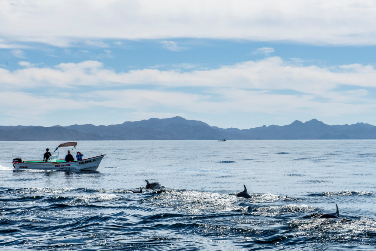 A boat in the water with people on it watching dolphins