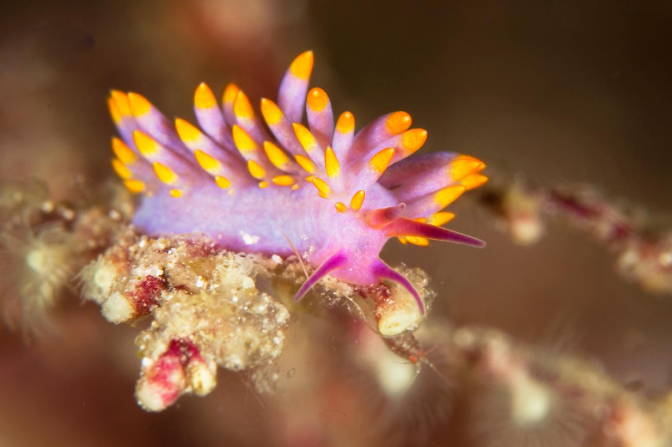 nudibranch.scubadivingmagazine.may2022