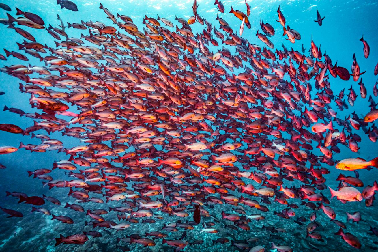 redfish.scubadivingmagazine.may2022