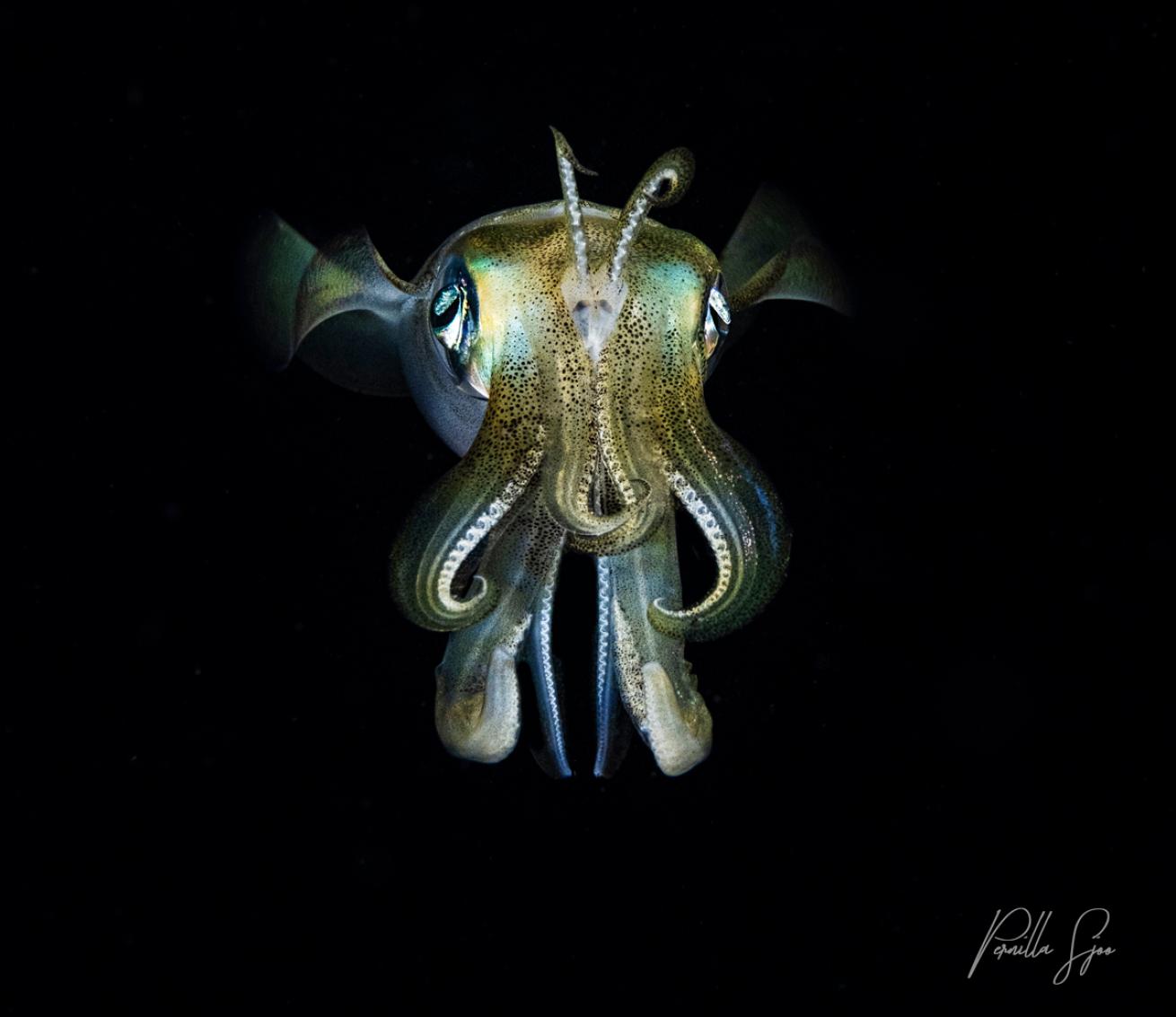 squid.scubadivingmagazine.may2022