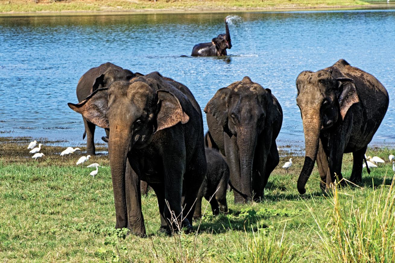 srilanka.elephants.scubadivingmagazine.may2022