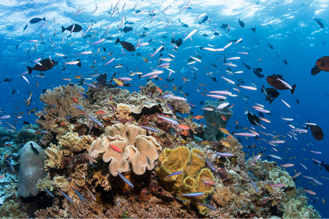 A school of fish swimming in the ocean