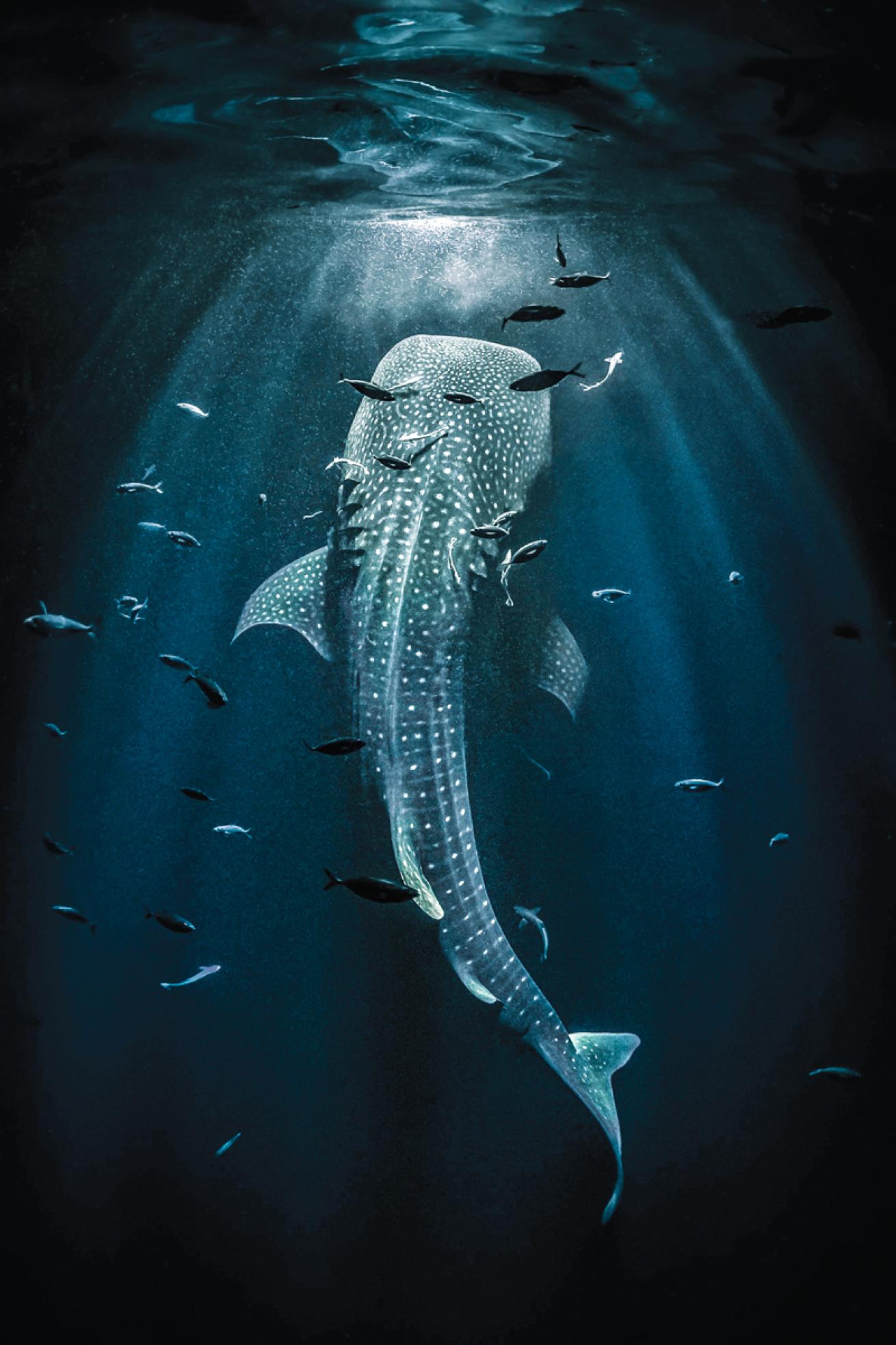 whaleshark.scubadivingmagazine.may2022