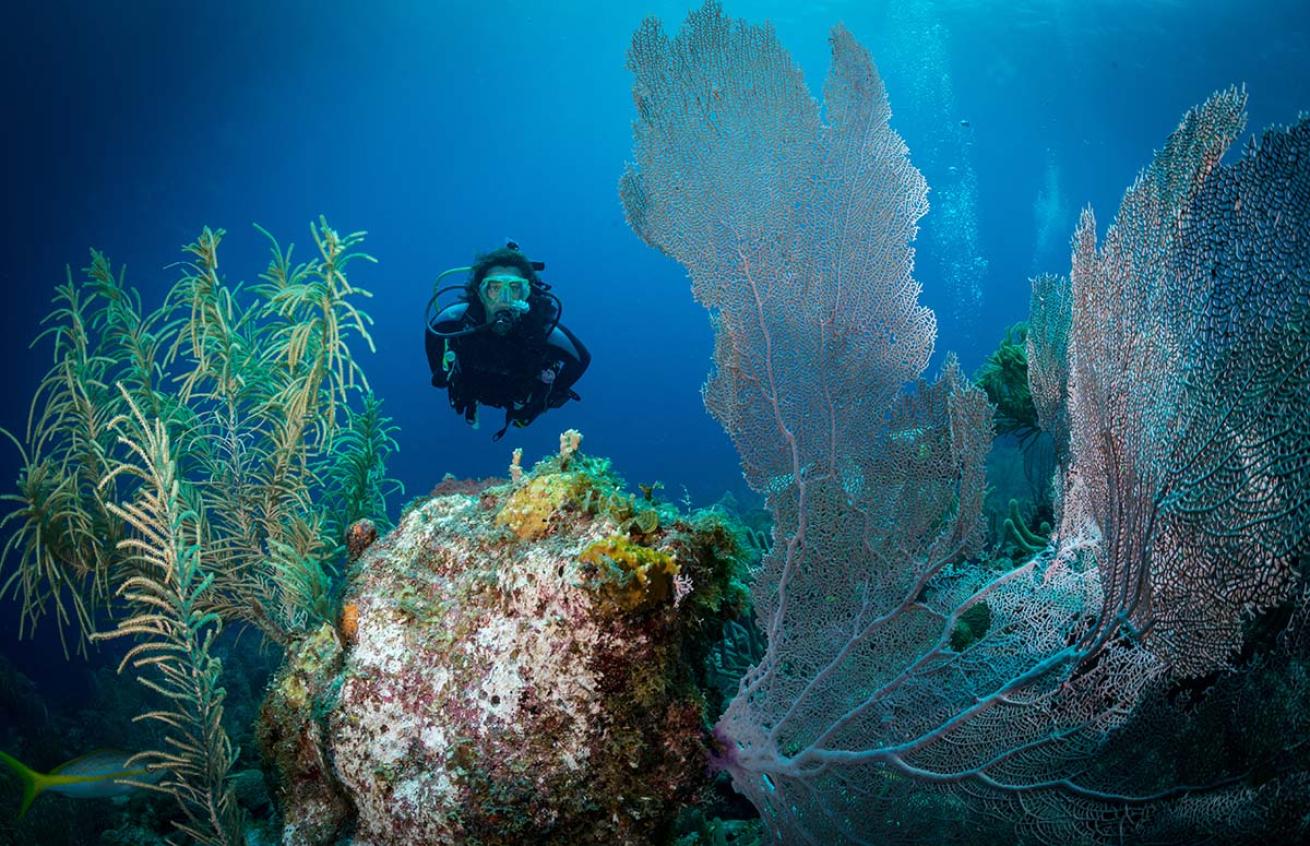 Diver gorgonian fans