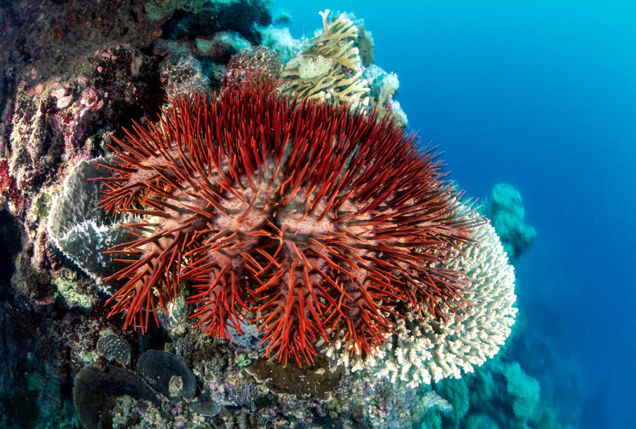 crownofthorns._gary_belloceanwideimages.com_.scubadivingmagazine.june2022