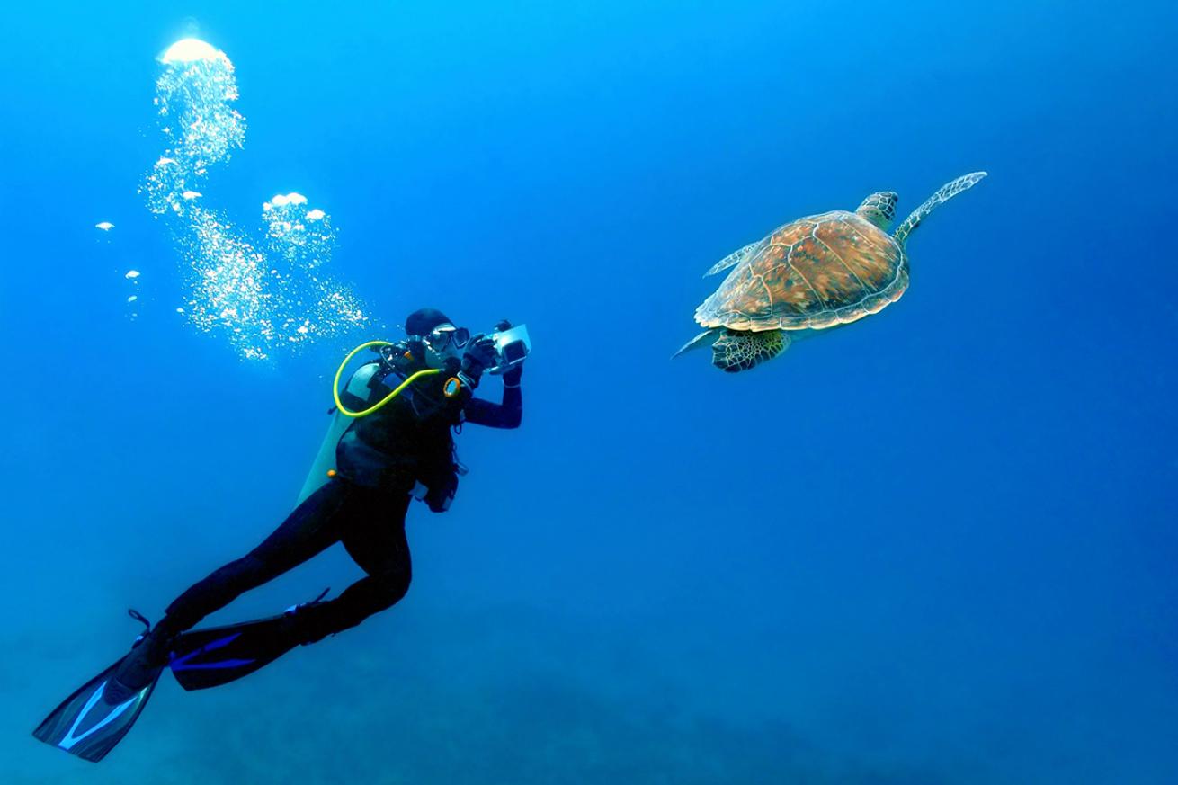 Diver photographing sea turtle