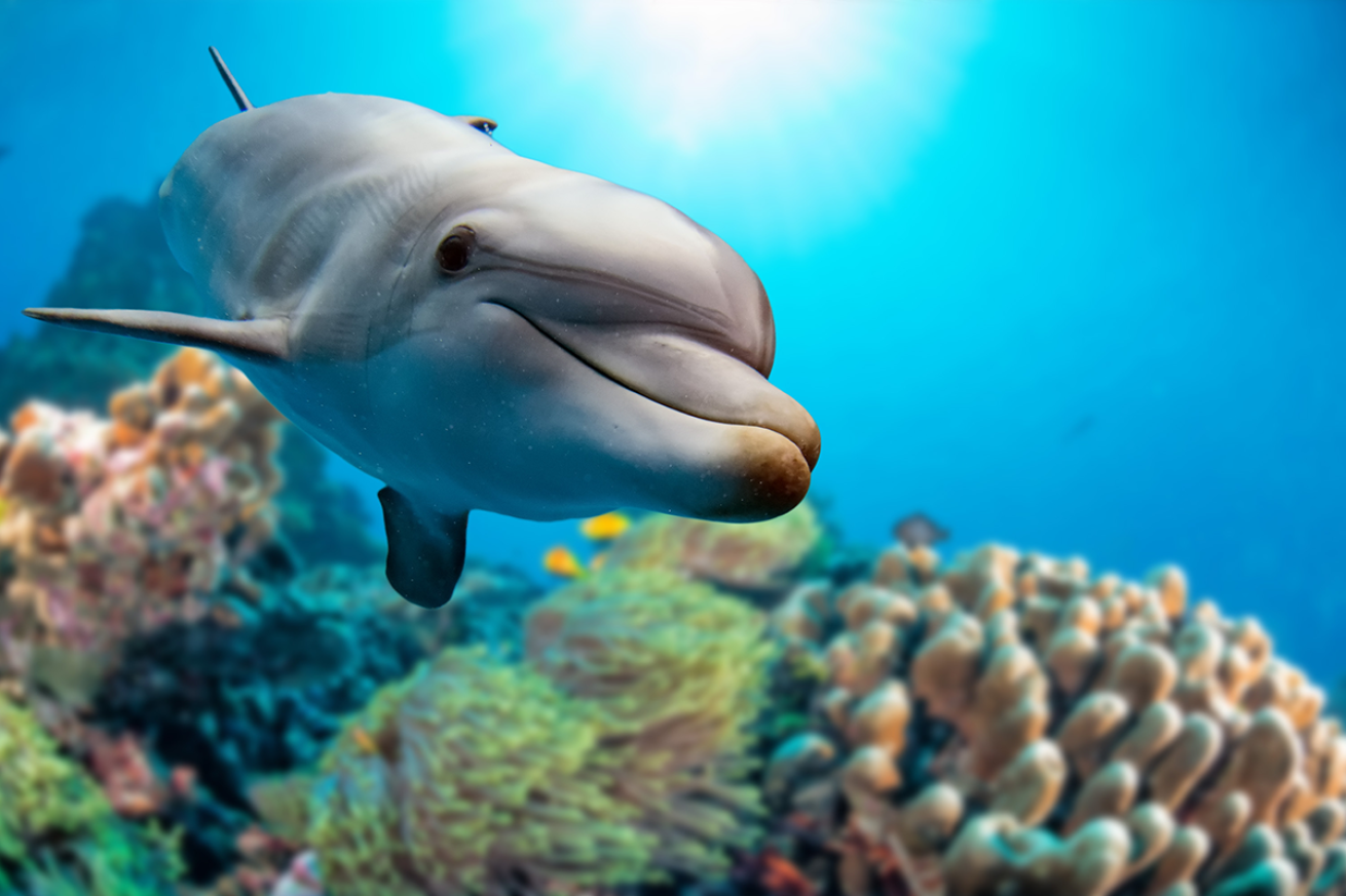 Dolphin coral reef