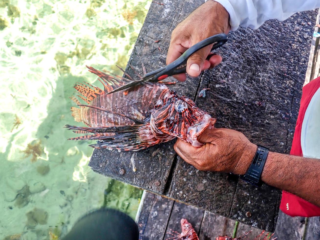 nuisance.trimminglionfish.gerald_nowak.scubadivingmagazine.june2022