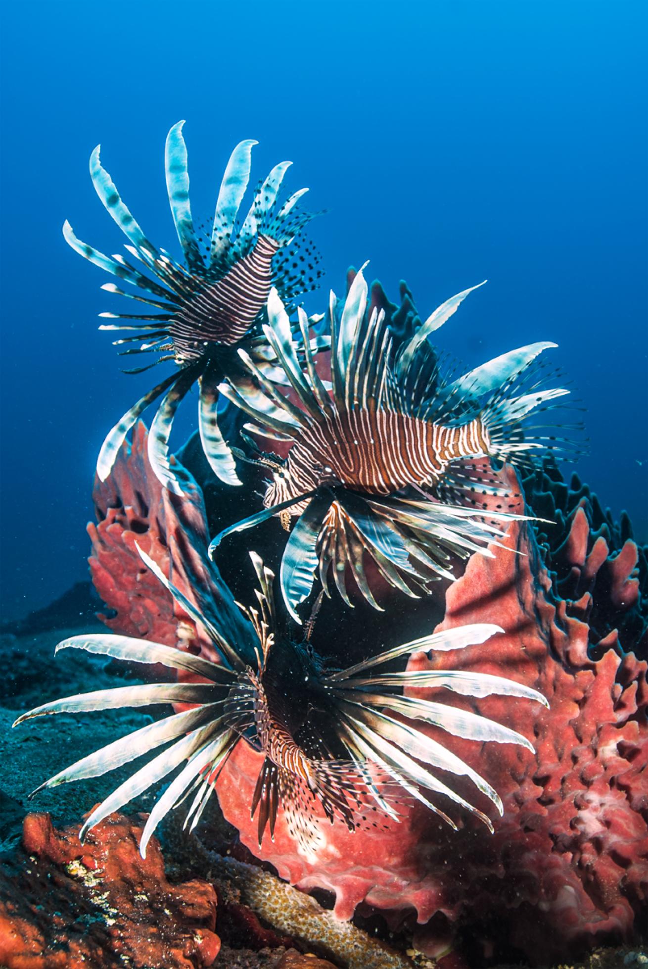 nuisance_lionfish._courtesy_foodframes.scubadivingmagazine.june2022