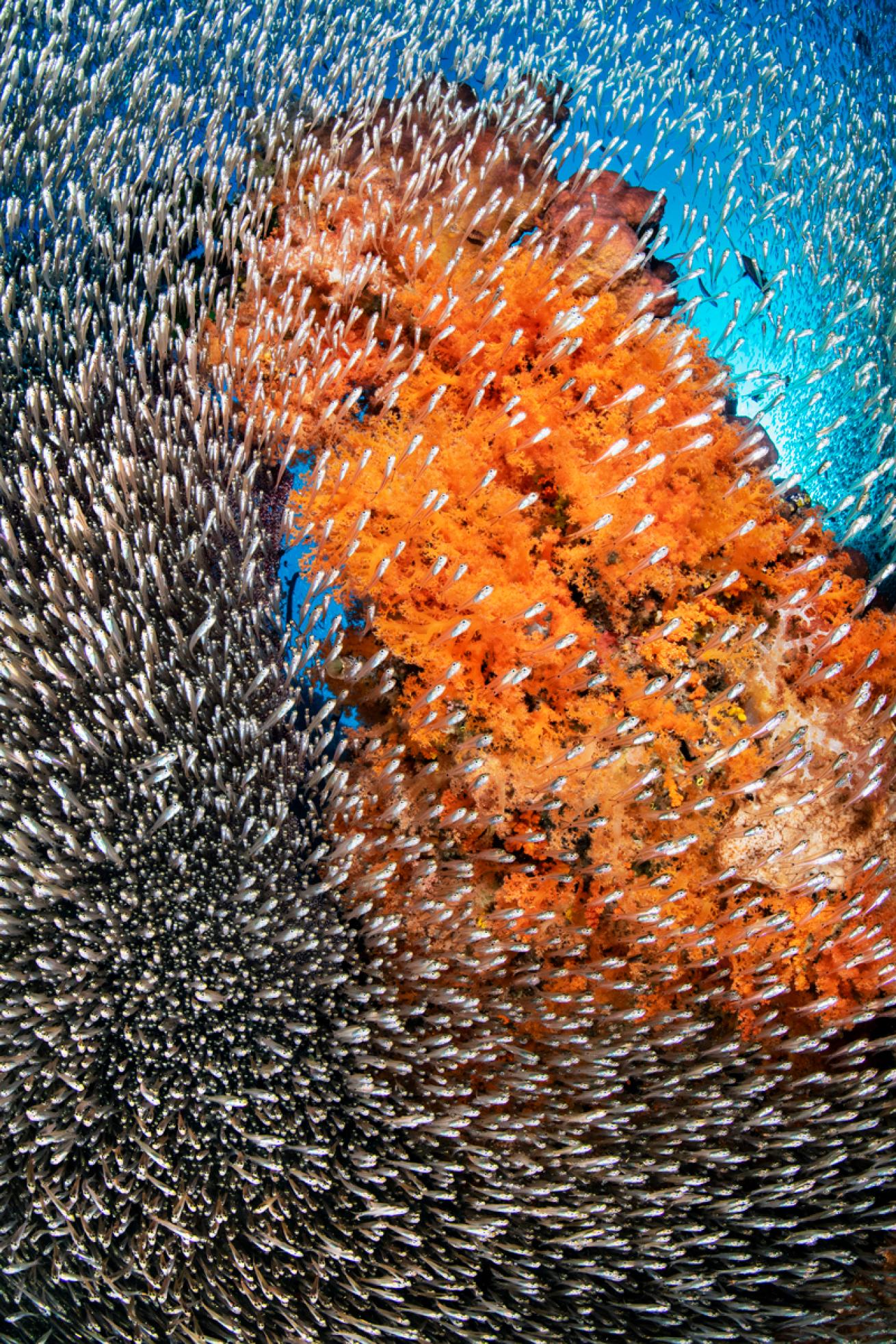 CoralandFish.Raja.ScubaDivingMag.June2022