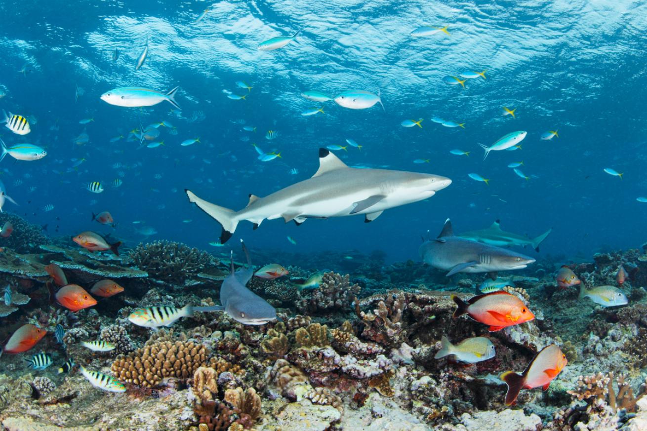 reefshark.brandoncole.scubadivingmag.june2022