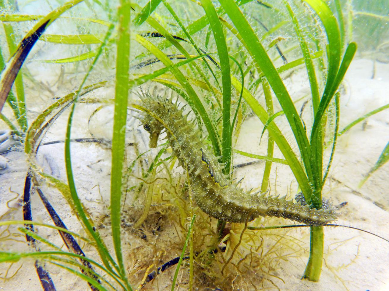 Seahorse