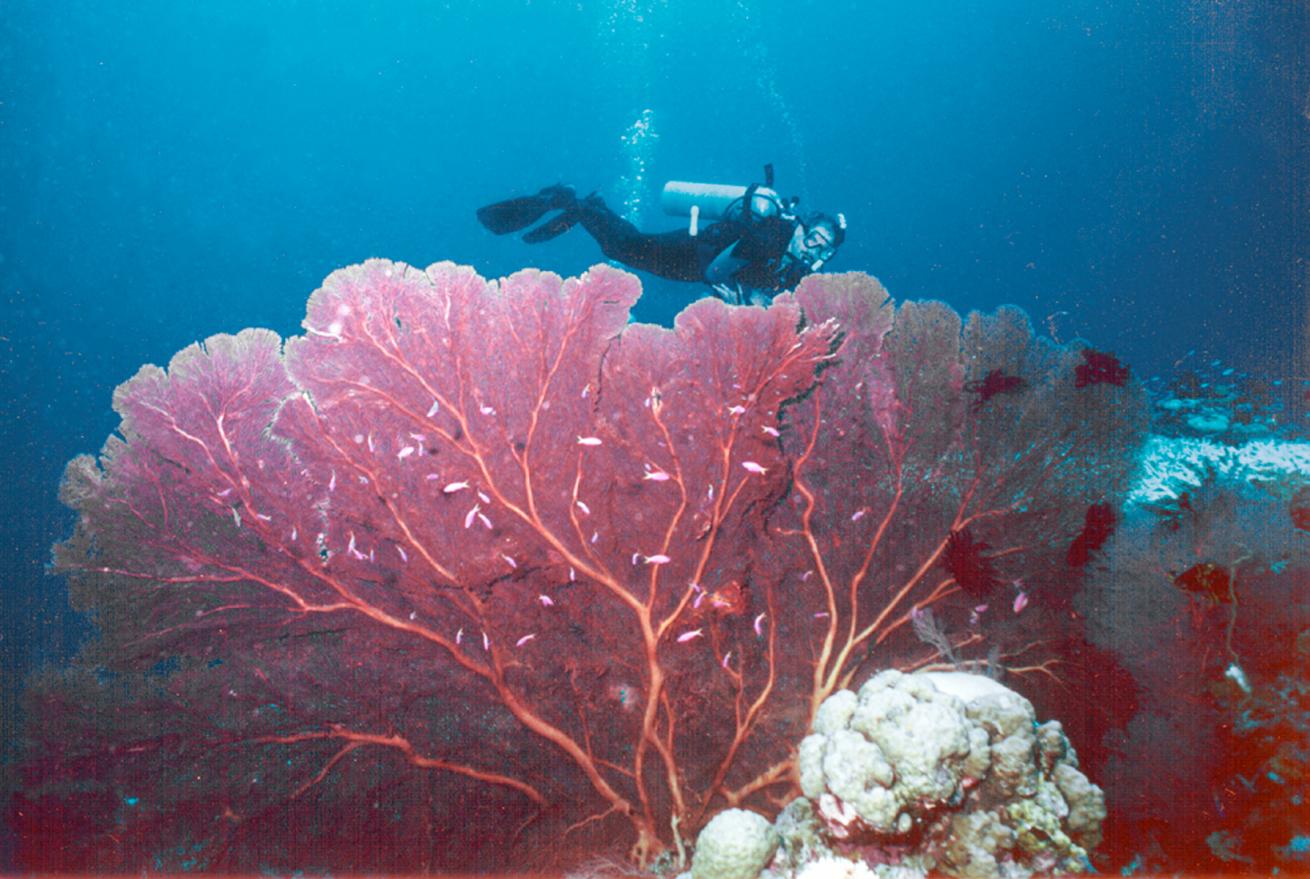 Diver behind gorgonian fan
