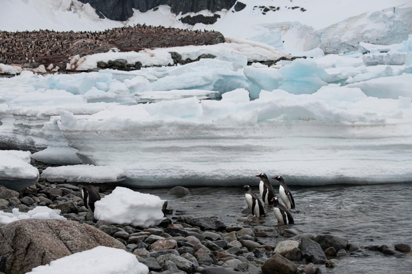 Penguins on rocky shore