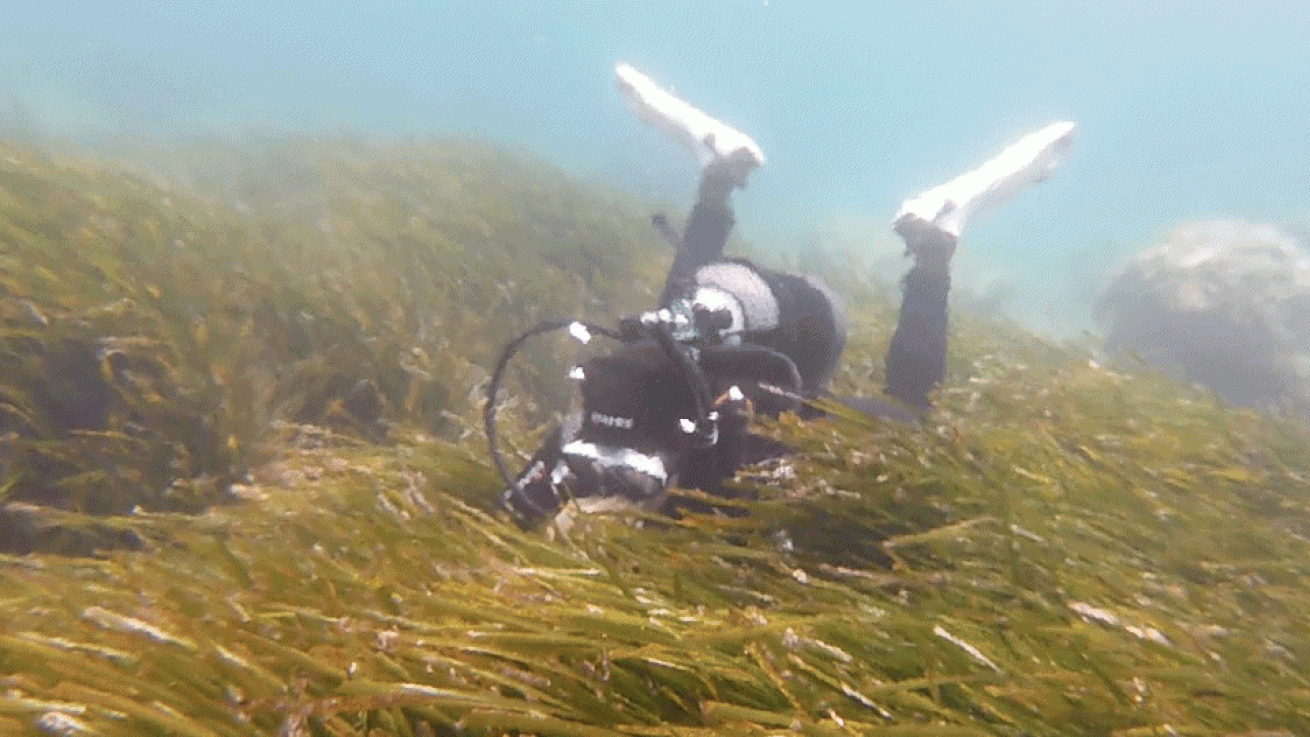 Diver pops out of seagrass