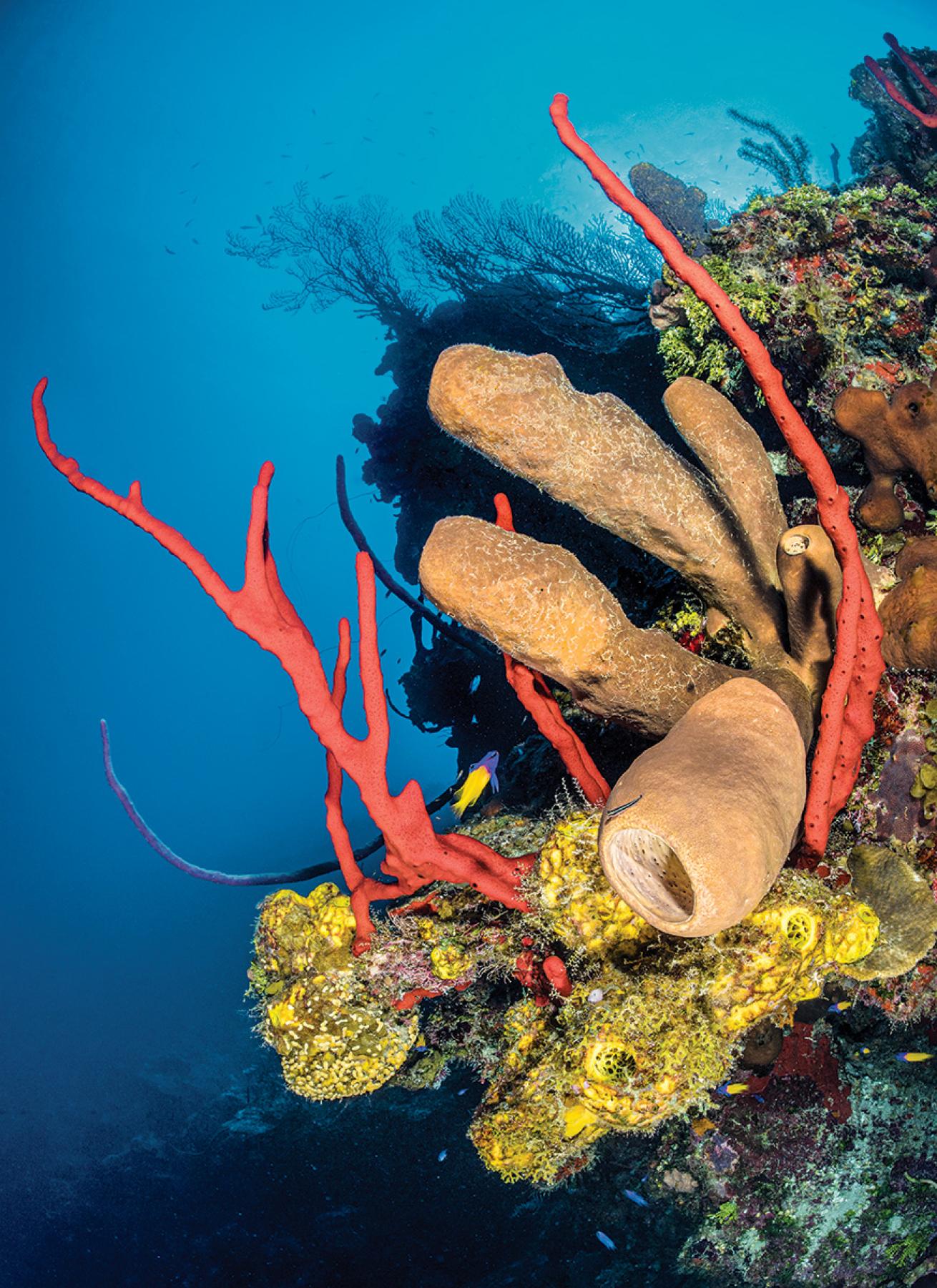 Cayman Island Coral 