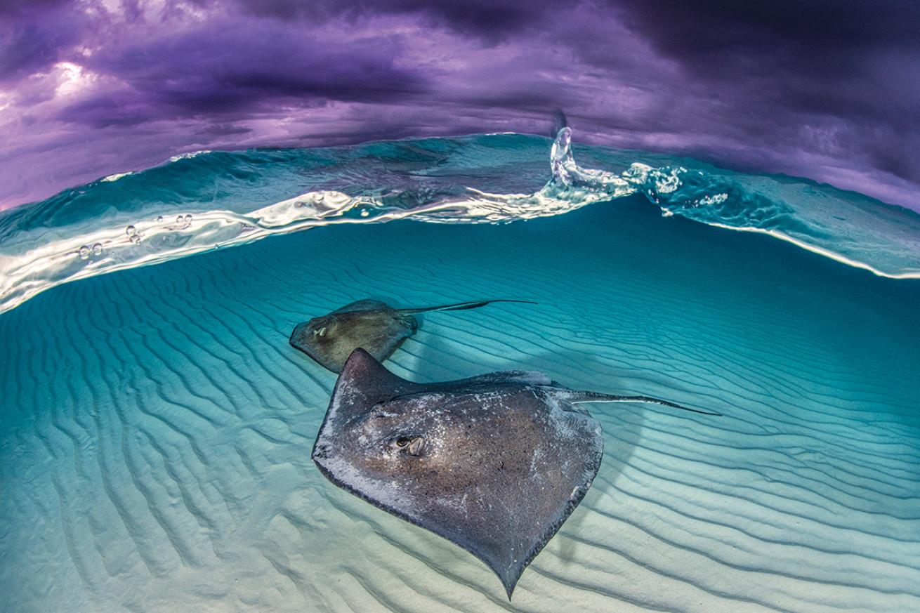 Sting Rays Underover Cayman Islands