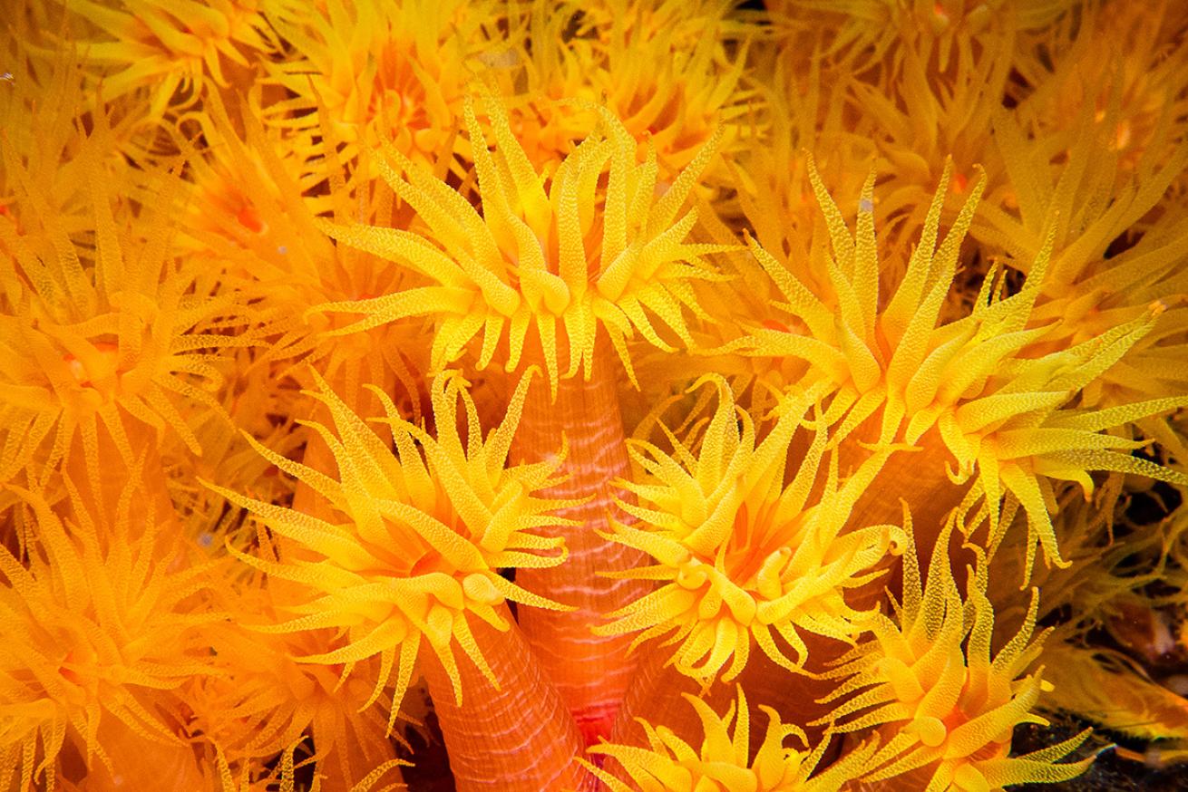 cup coral