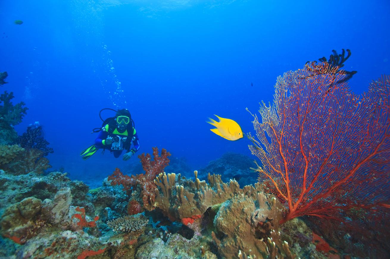 Diver near Gorgonian sea fan