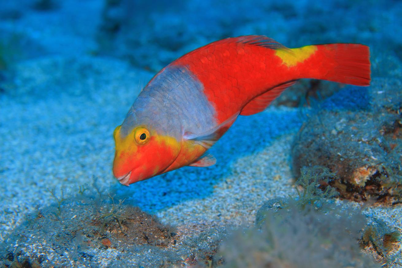 European parrotfish