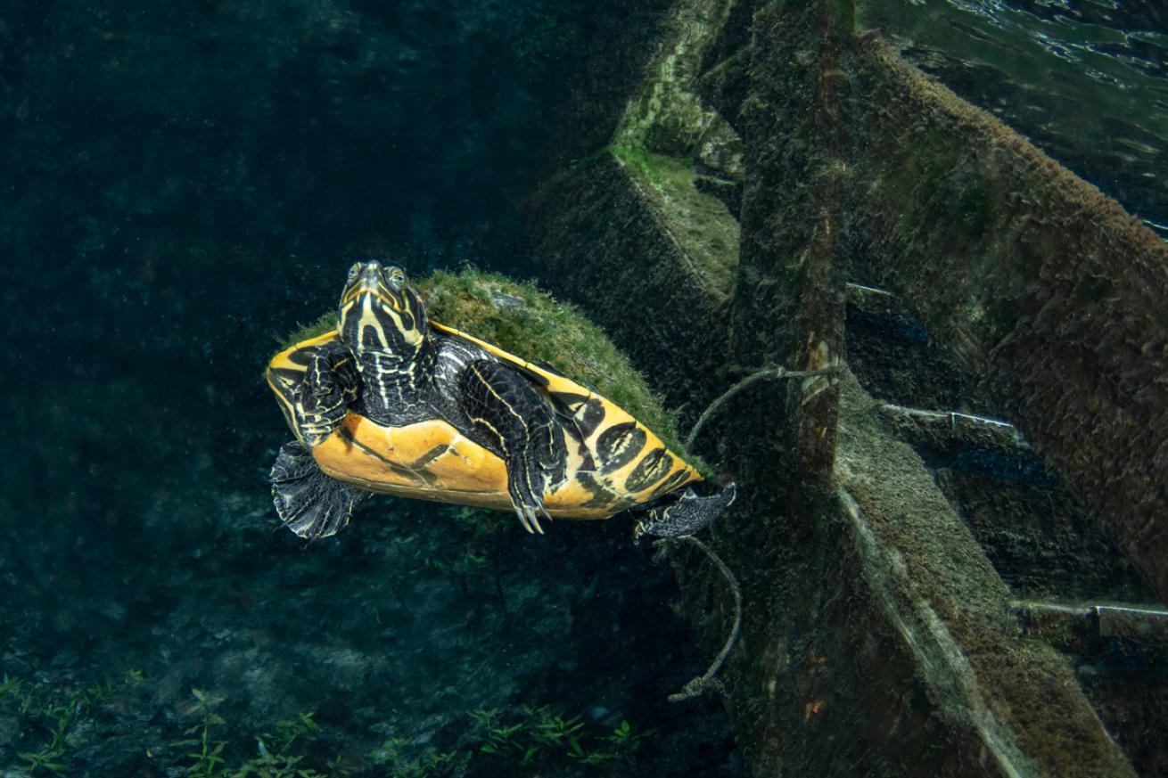 Florida Cooters Freshwater Turtle