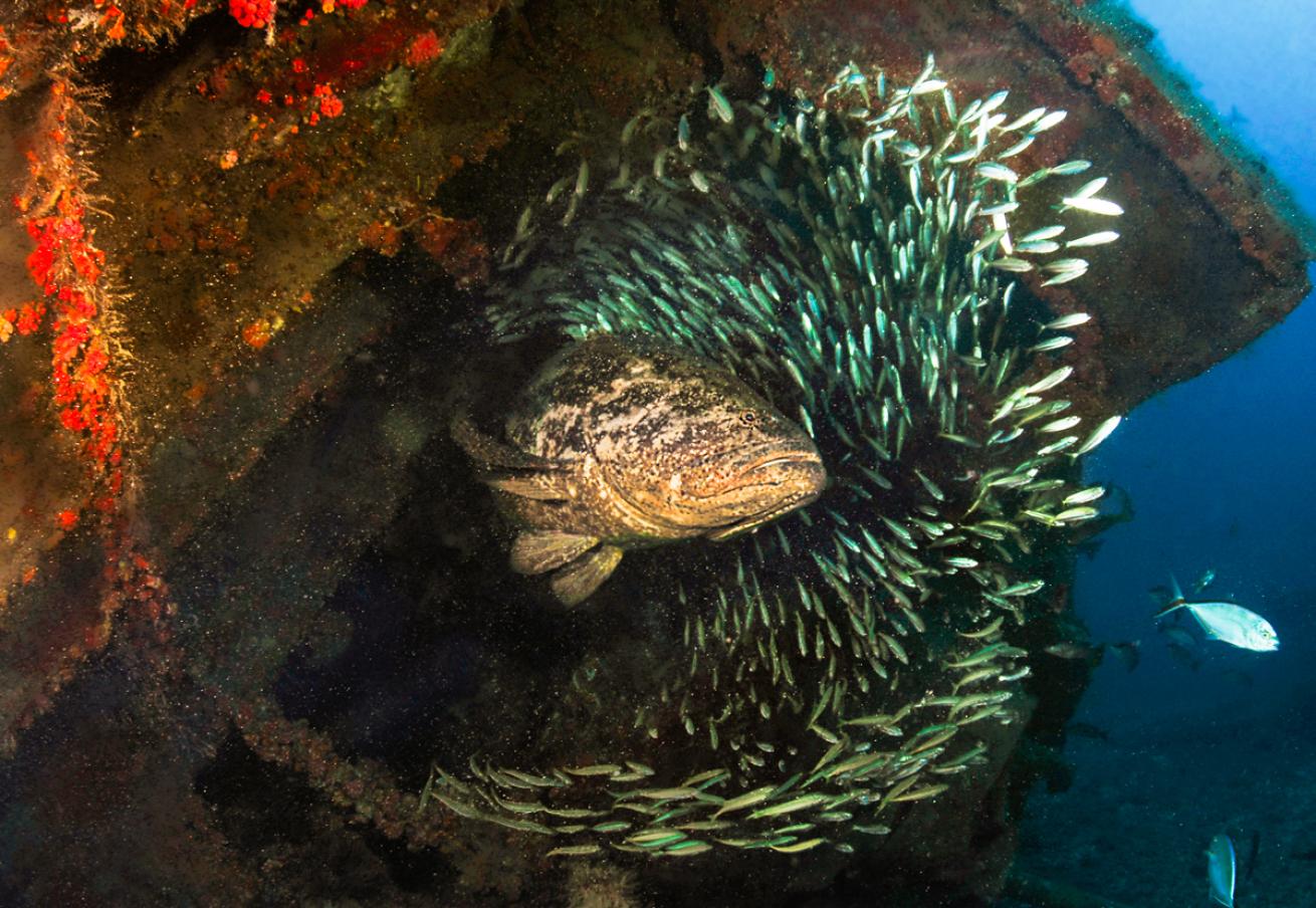 Florida Goliath Grouper