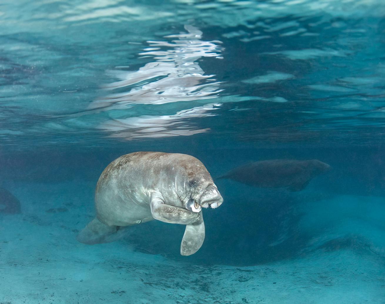 Florida Manatee Laughing