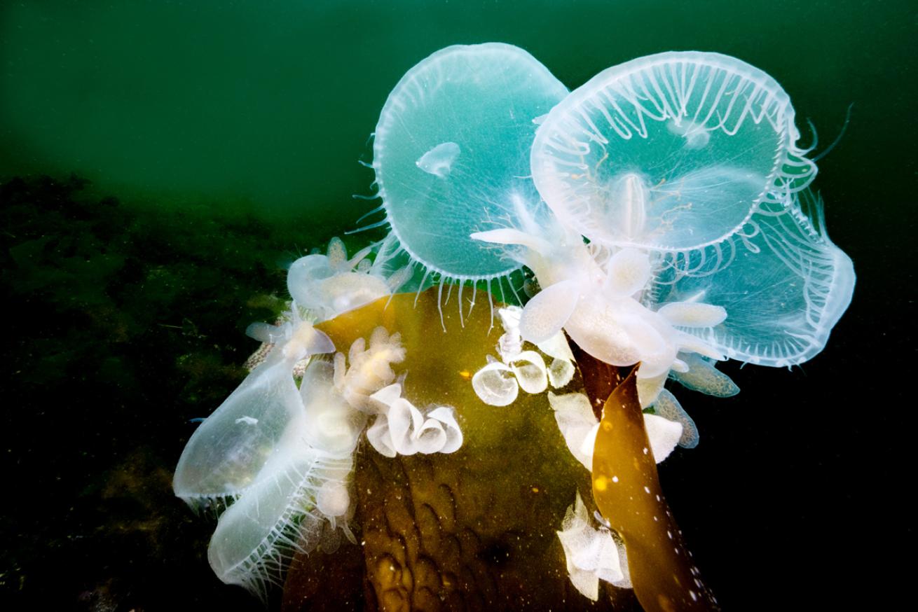 Lion's made nudibranch pride