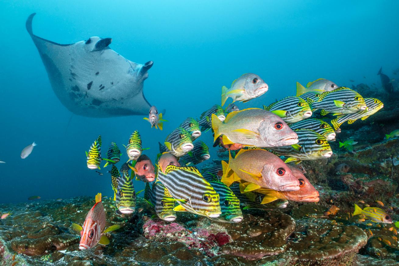 Manta behind school of fish