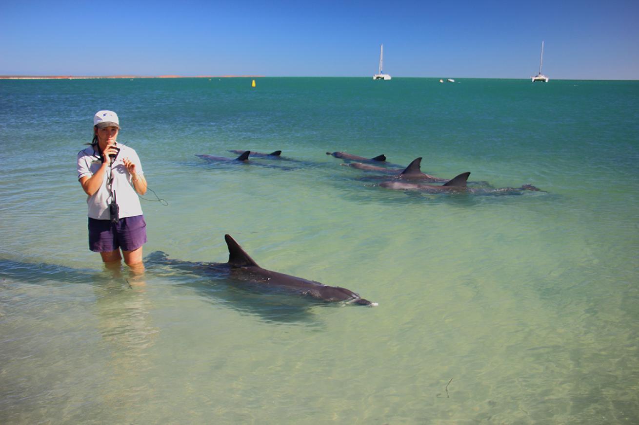 Marine biologists with dolphins