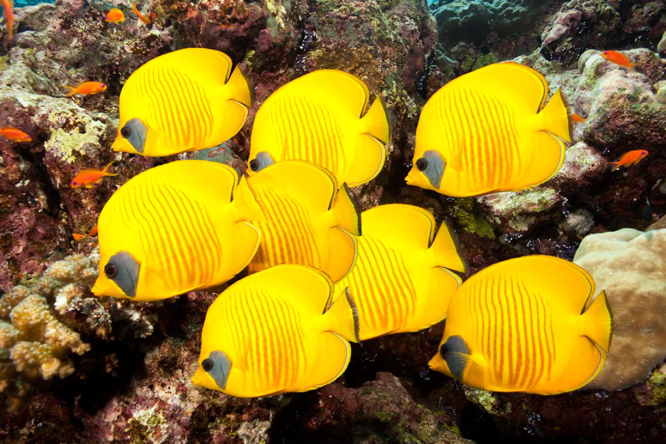 Masked Butterfly Fish Sudan