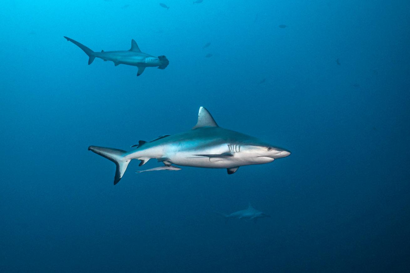 Gray Reef Shark Sudan