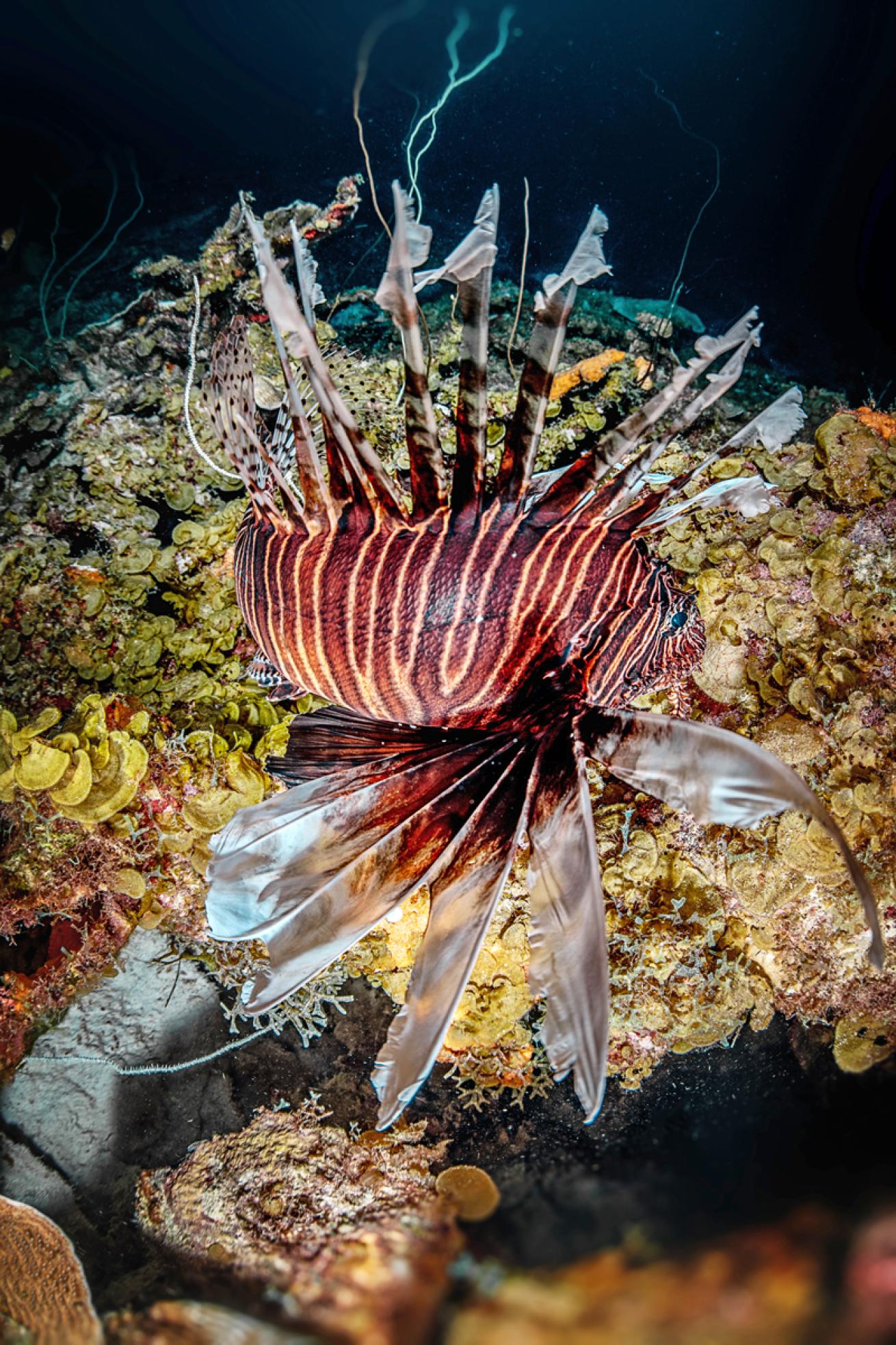 Lionfish.LorenzoMittiga.ScubaDivingMag