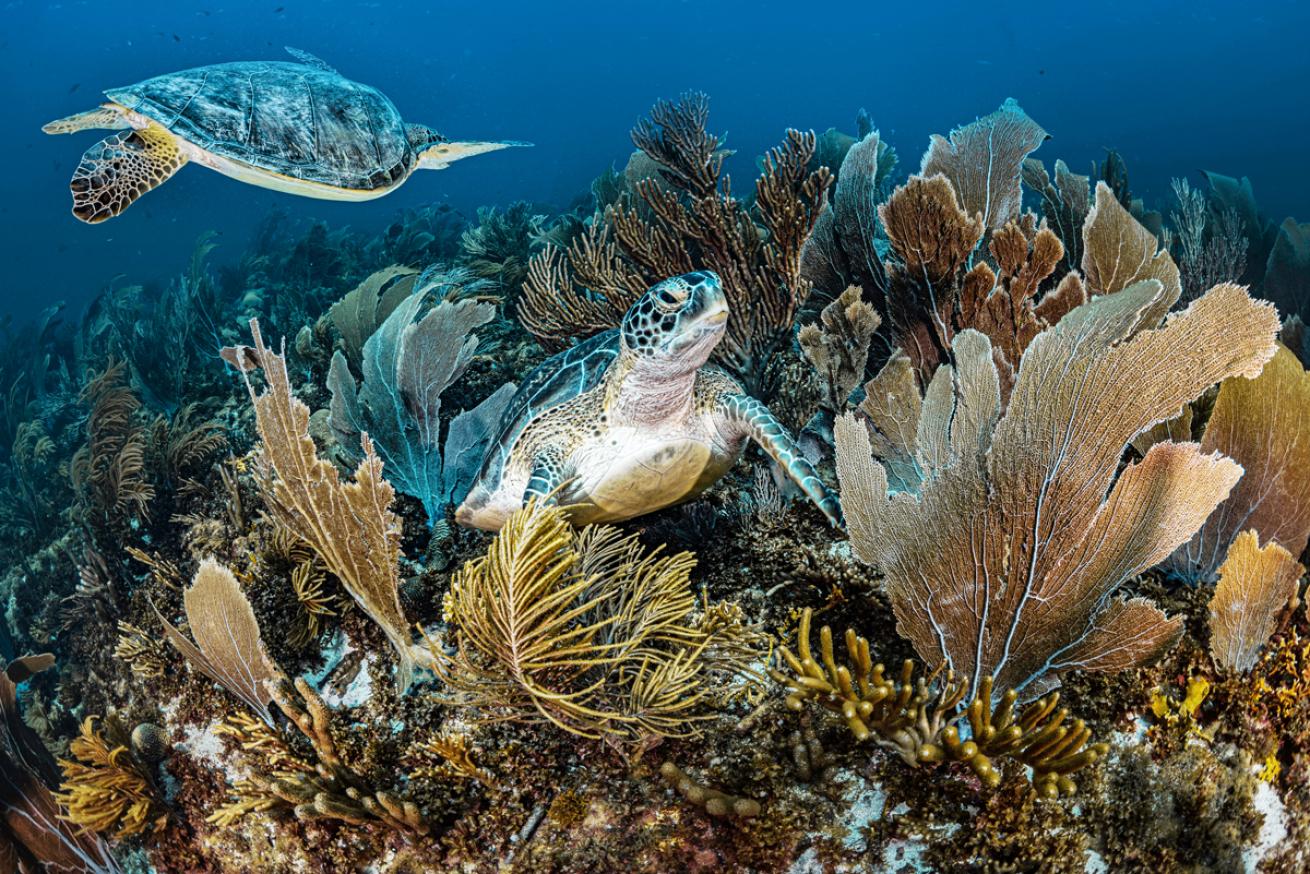 Turtle.Bonaire.LorenzoMittiga