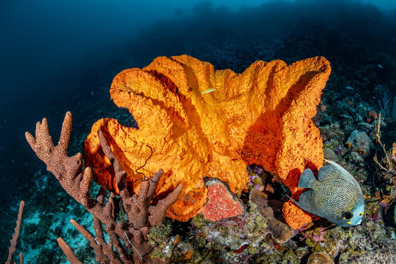 Angelfish.EarSponge.LorenzoMittiga.ScubaDivingMag